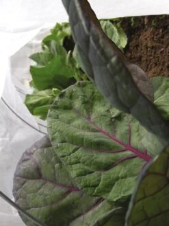 Summerweight Garden Fabric 8 Summerweight Garden Fabric -Garden Pro Shop 32644VS 001E tif