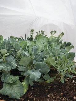 All-Purpose Garden Fabric 12 All-Purpose Garden Fabric -Garden Pro Shop 32646 7940 tif