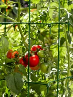 Tomato Cages, Set Of 4 -Garden Pro Shop 34182 588 tif