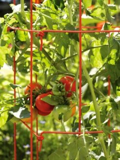 Tomato Towers, Set Of 2 7 Tomato Towers, Set Of 2 -Garden Pro Shop 35780 2 595 tif