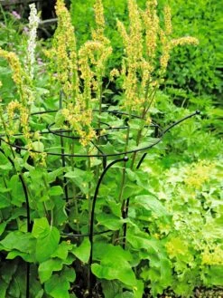 Essex Plant Supports -Garden Pro Shop 37423 200 tif