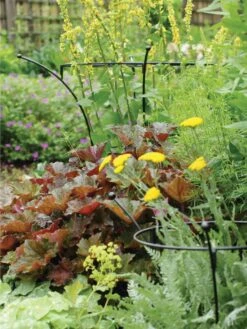 Essex Plant Supports -Garden Pro Shop 37423 280 tif