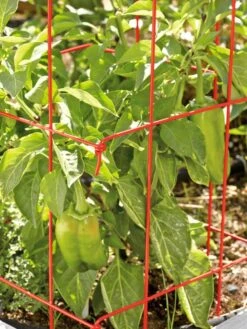 Pepper And Eggplant Cages, Set Of 3 -Garden Pro Shop 37464 567 tif