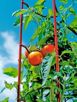 Tomato Ladders, Set Of 3 -Garden Pro Shop 38185 003E tif