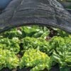 Shade Nets -Garden Pro Shop 38556 0191 tif