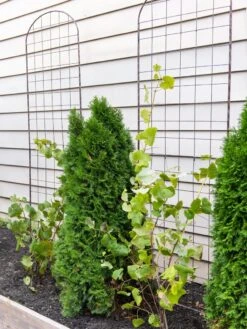 Jardin Flower Trellis -Garden Pro Shop 38689 6002 tif