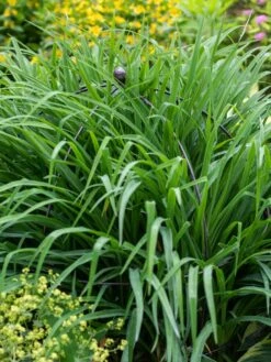 Jardin Bird Cage Support, 26" 9 Jardin Bird Cage Support, 26" -Garden Pro Shop 39 521 0073 tif