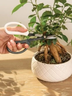 Japanese Pruning Scisssors -Garden Pro Shop 3 4 crop 8612968 0087