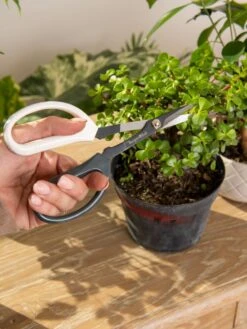 Japanese Pruning Scisssors -Garden Pro Shop 3 4 crop 8612968 0092