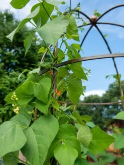 Jardin Tower -Garden Pro Shop 3 4 crop 8612997 0058