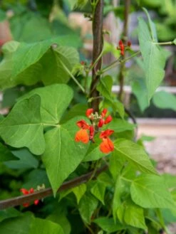 Jardin Tower -Garden Pro Shop 3 4 crop 8612997 0059