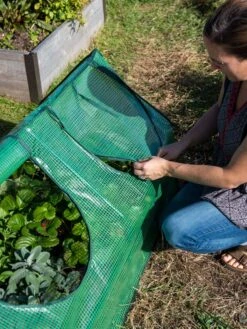 Multi Cloche -Garden Pro Shop 3 4 crop 8613213 0245