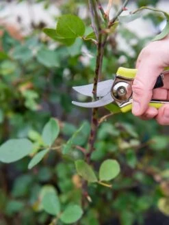 Pocket Pruners -Garden Pro Shop 8586314 027 tif