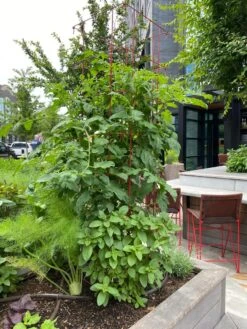 Tomato Towers, Set Of 2 8 Tomato Towers, Set Of 2 -Garden Pro Shop 8587041 01IN tif