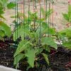 Pepper And Eggplant Cages, Set Of 3 -Garden Pro Shop 8587048 1073 tif