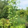 Bean Tower -Garden Pro Shop 8587060GRN 0112 3 4