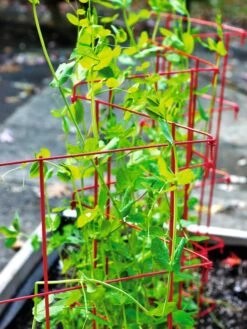 Expandable Pea Trellis 8 Expandable Pea Trellis -Garden Pro Shop 8587061 100 tif