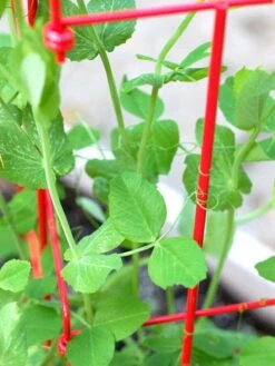 Tall Expandable Pea Trellis 11 Tall Expandable Pea Trellis -Garden Pro Shop 8587061 101 tif 1