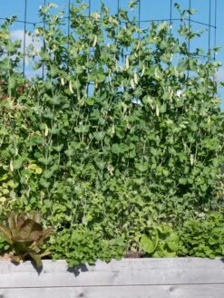 Tall Expandable Pea Trellis 8 Tall Expandable Pea Trellis -Garden Pro Shop 8587062 6042 tif