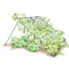 Large Cucumber Trellis -Garden Pro Shop 8587082 CukeTrellis L Blk 001E tif