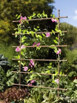 Jardin Ladder Trellis 9 Jardin Ladder Trellis -Garden Pro Shop 8587107 083 tif