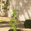 Jardin Pot Trellis -Garden Pro Shop 8587120 224 tif