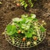 Strawberry Supports, Set Of 6 2 Strawberry Supports, Set Of 6 -Garden Pro Shop 8587970 1039 tif