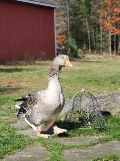 Chicken Wire Cloche 16 Chicken Wire Cloche -Garden Pro Shop 8590210 01IN tif