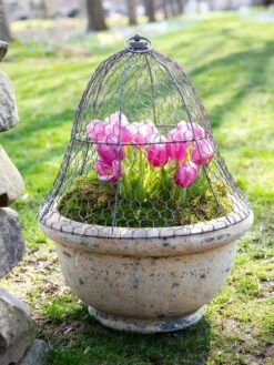 Chicken Wire Cloche 15 Chicken Wire Cloche -Garden Pro Shop 8590210 021 tif