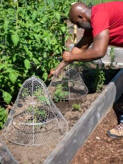 Chicken Wire Cloche With Extension -Garden Pro Shop 8590210 0442 tif