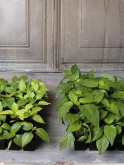 Organic Potting Mix, 20 Quarts -Garden Pro Shop 8592212 002E tif