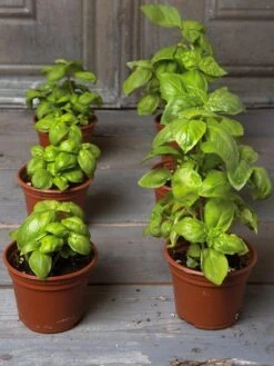 Organic Self-Watering Potting Mix, 20 Qts. -Garden Pro Shop 8592212 3979 001E tif 3