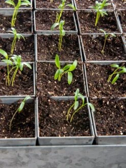 Seed Starting Mix, 9 Qts. 12 Seed Starting Mix, 9 Qts. -Garden Pro Shop 8592212 6177