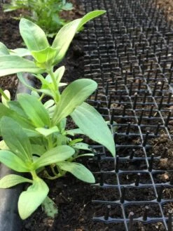 Cat Scat Mat 10 Cat Scat Mat -Garden Pro Shop 8592448 03CUST tif