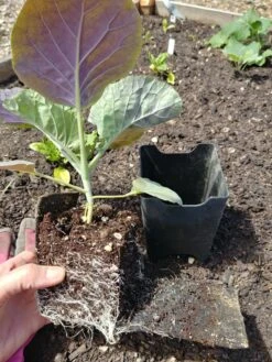 Pop-Out Pots, Set Of 4 -Garden Pro Shop 8593943 1357 tif