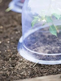 Medium Garden Cloches, Set Of 6 -Garden Pro Shop 8593985 9441 tif