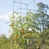 Mammoth Tomato Towers, Set Of 2 -Garden Pro Shop 8595740 4437 tif