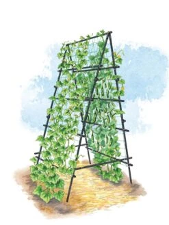 Titan A-Frame Trellis -Garden Pro Shop 8595755 TitanAFrame art tif