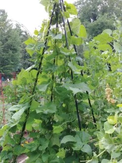 Titan Teepee Trellis 11 Titan Teepee Trellis -Garden Pro Shop 8595757 01EMP tif