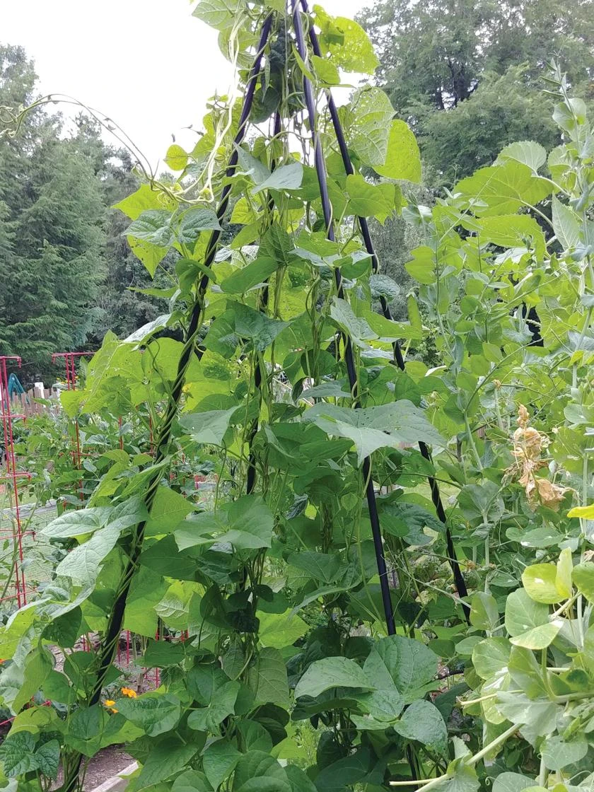 Titan Teepee Trellis 7 Titan Teepee Trellis - Image 5