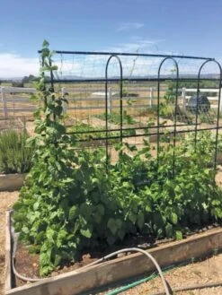 Titan Pea Tunnel -Garden Pro Shop 8596275 01CUST tif