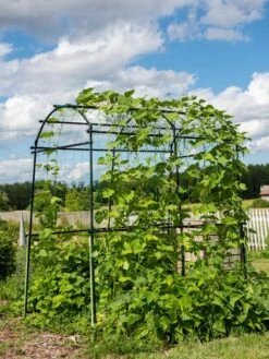 Titan Squash Tunnel -Garden Pro Shop 8596276 0133 tif