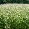 Common Buckwheat Organic Seeds -Garden Pro Shop 8599871 02v common buckwheat organic seeds