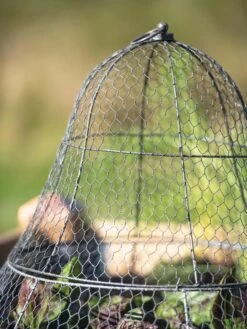 Chicken Wire Cloche With Extension -Garden Pro Shop 8600116 0607 tif