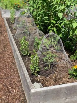 Chicken Wire Cloche With Extension -Garden Pro Shop 8600116 4930 tif