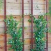 Ina Modern Wall Trellis Sr. -Garden Pro Shop 8600510 05V tif