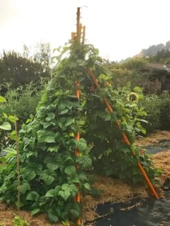 Annabel Tipi Trellis -Garden Pro Shop 8600521 02V tif