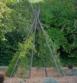 Annabel Tipi Trellis -Garden Pro Shop 8600521 07V jpg