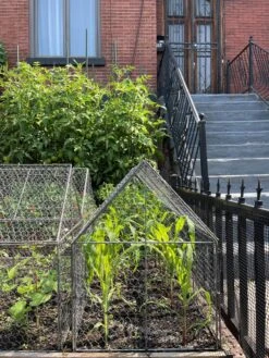 Chicken Wire Crop Coop 25 Chicken Wire Crop Coop -Garden Pro Shop 8609080 02CUST tif