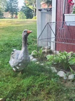 Chicken Wire Crop Coop 23 Chicken Wire Crop Coop -Garden Pro Shop 8609080 02IN tif